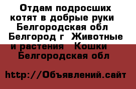 Отдам подросших котят в добрые руки - Белгородская обл., Белгород г. Животные и растения » Кошки   . Белгородская обл.